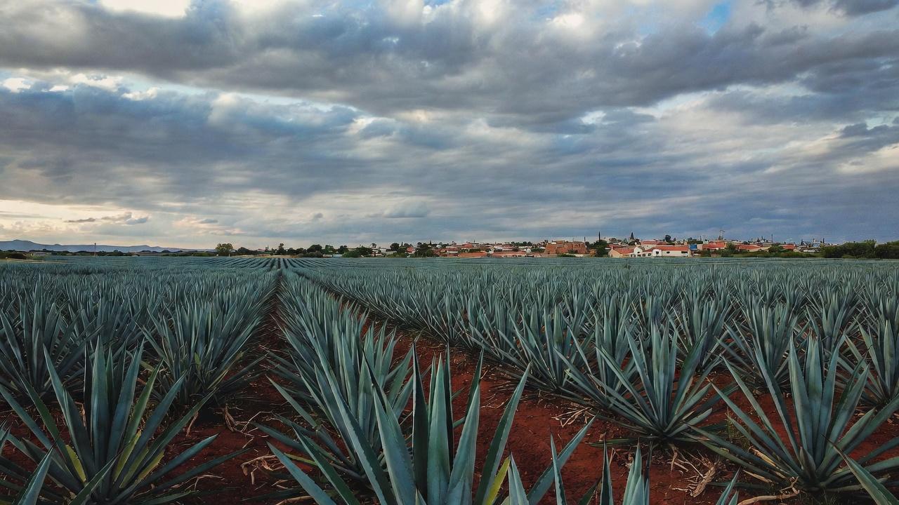 Blue agave fields stretching to the horizon near Tequila, Jalisco
